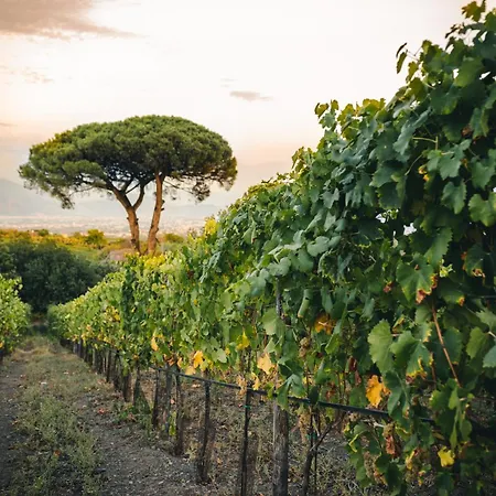 Vigna Delle Rose Pompei